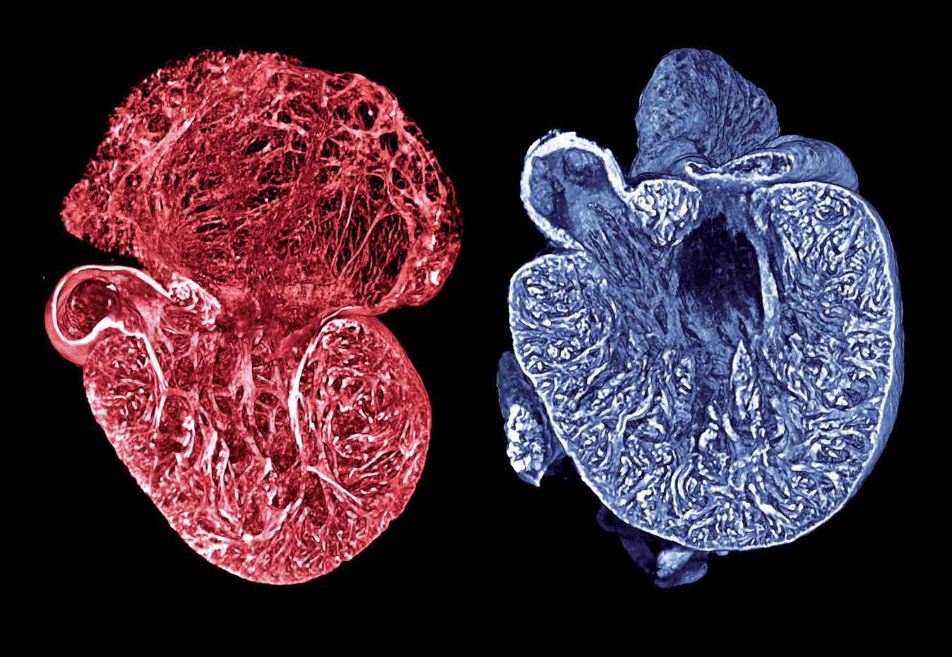 Scientific photo from Developmental Dynamics